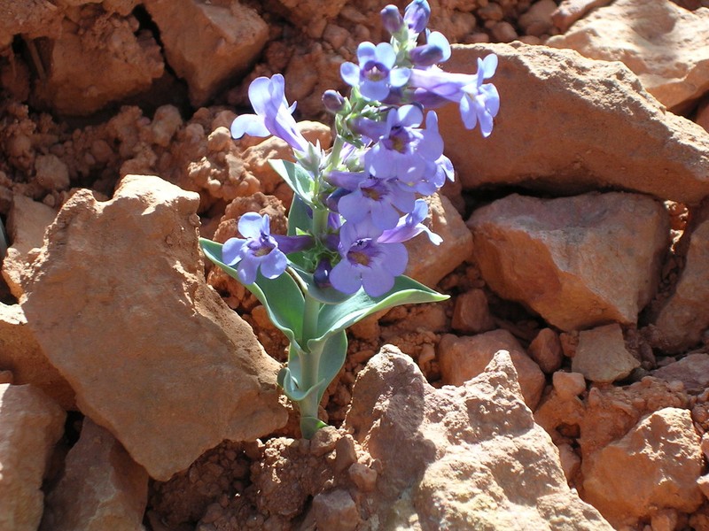 Red Canyon Beardtongue photo 8