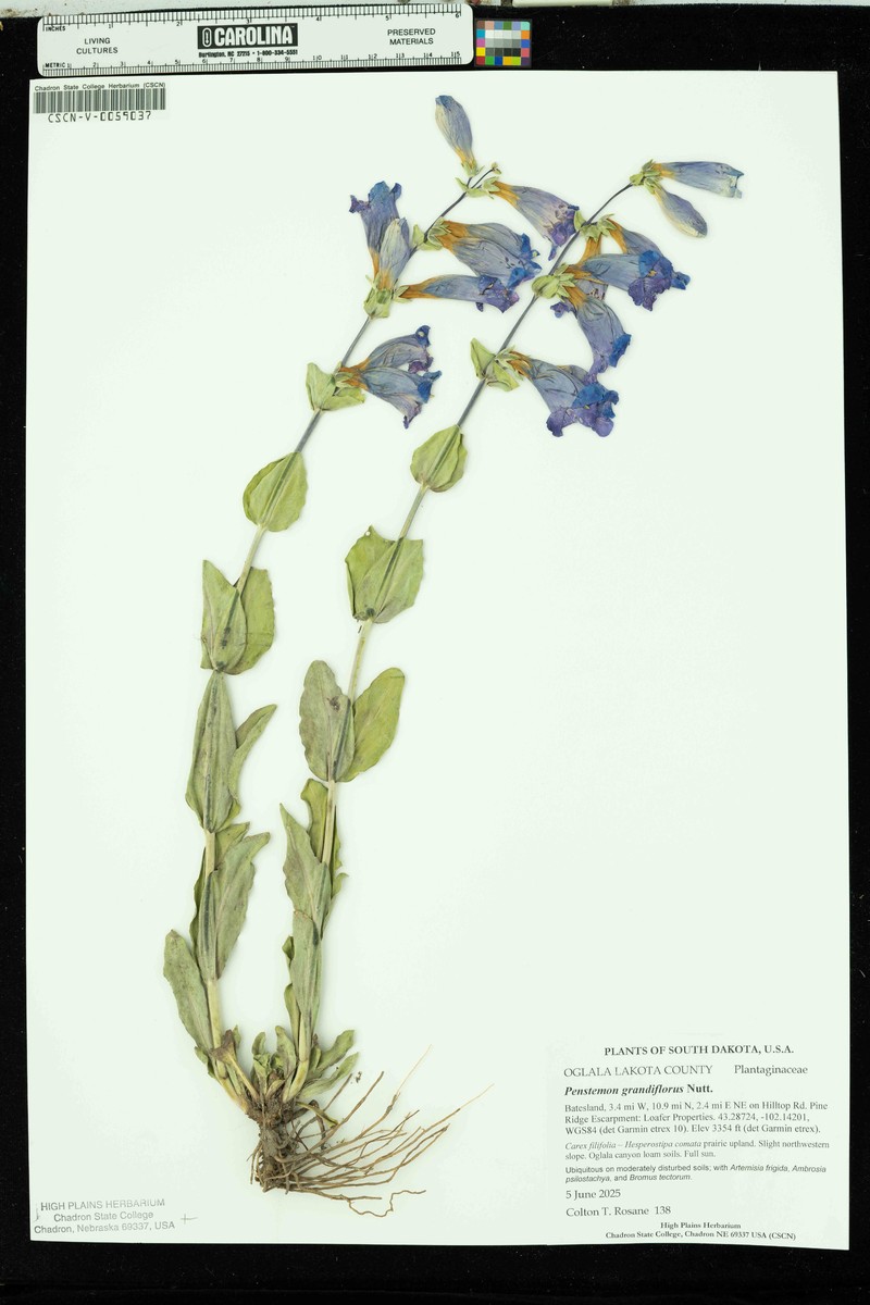 Penstemon bradburyi