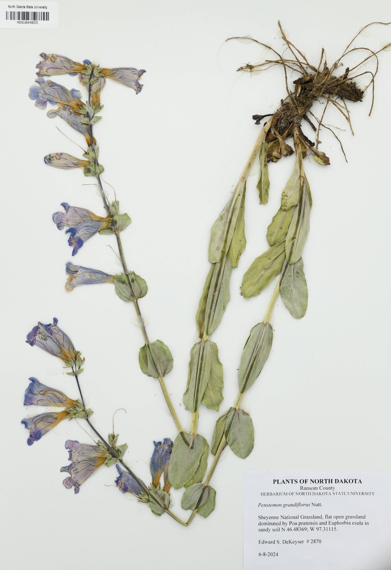 Penstemon bradburyi photo 2