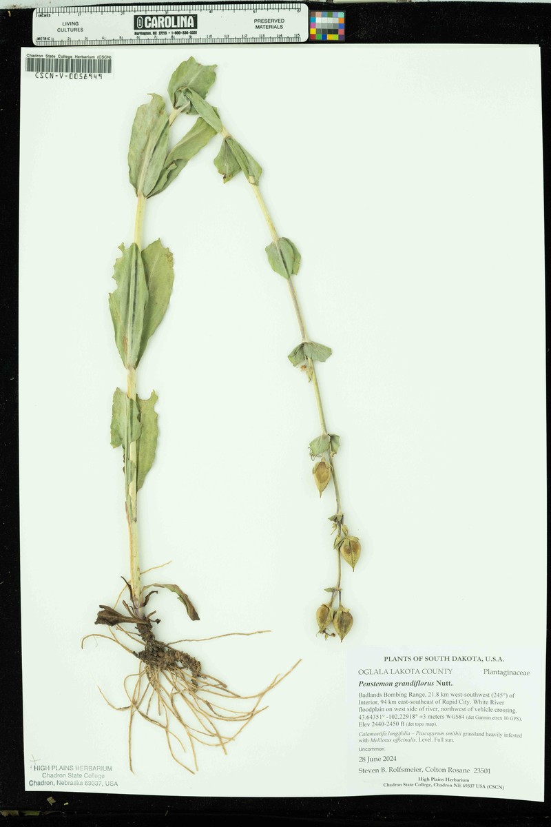 Penstemon bradburyi photo 3