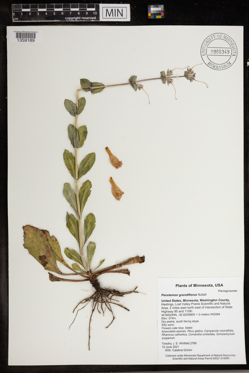 Penstemon bradburyi photo 4