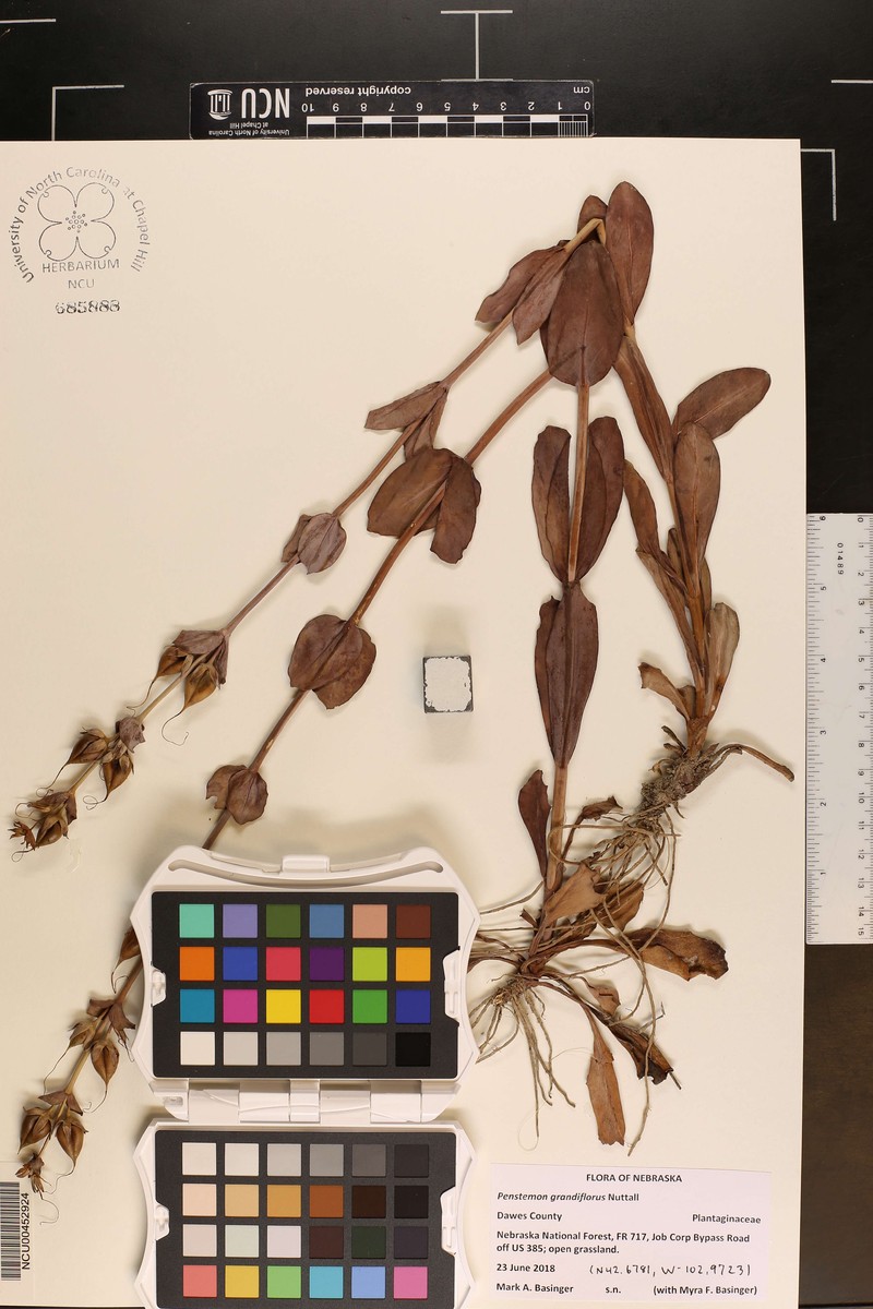Penstemon bradburyi photo 5