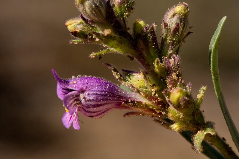Shortstem Beardtongue photo 5