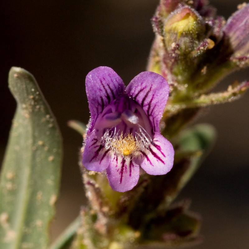 Shortstem Beardtongue photo 2