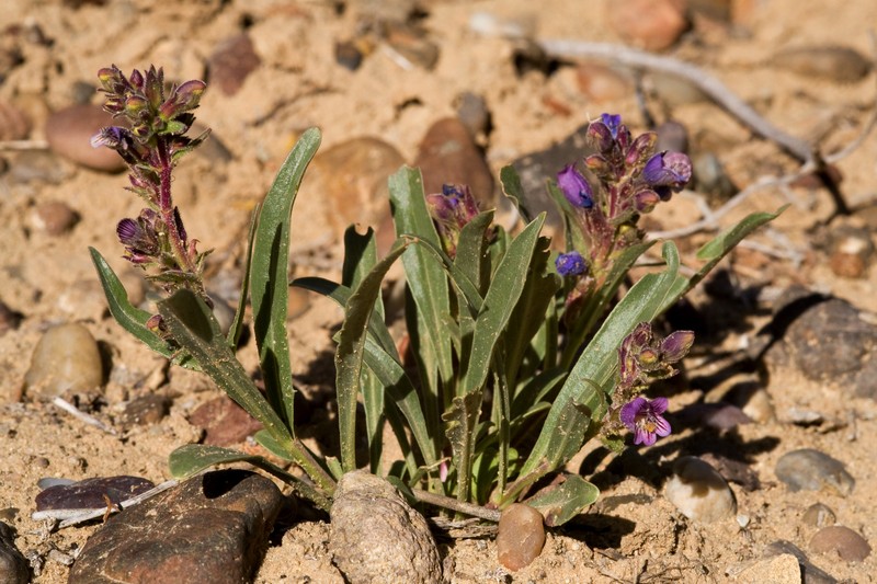 Shortstem Beardtongue photo 3