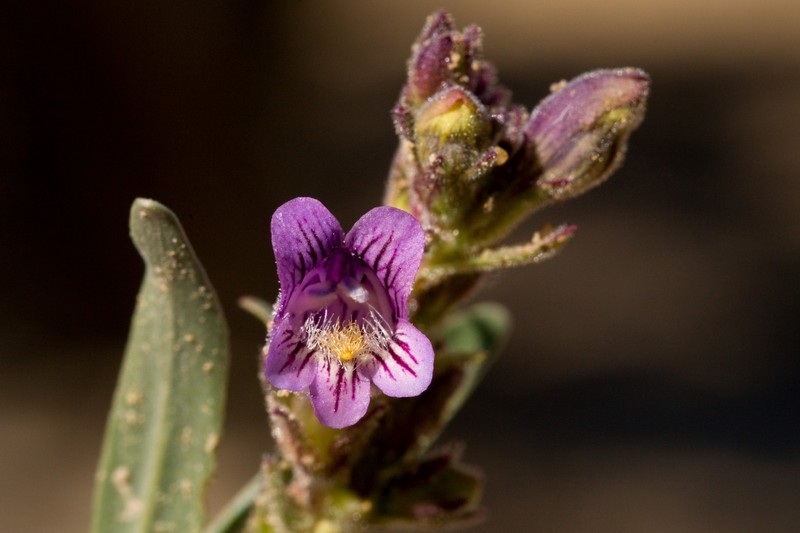Shortstem Beardtongue
