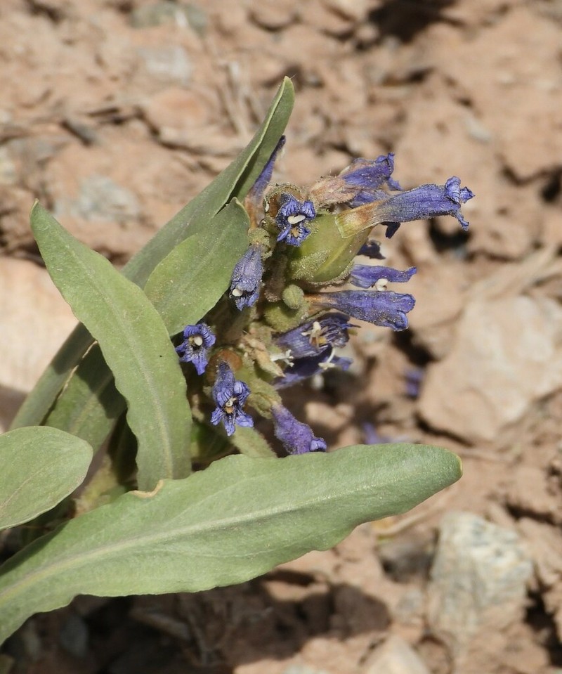 Shortstem Beardtongue photo 3