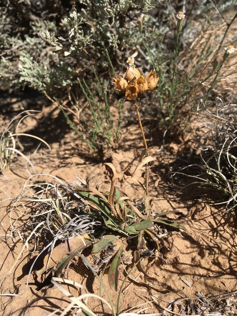 Shortstem Beardtongue photo 4