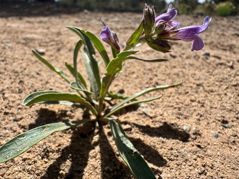 Shortstem Beardtongue photo 5