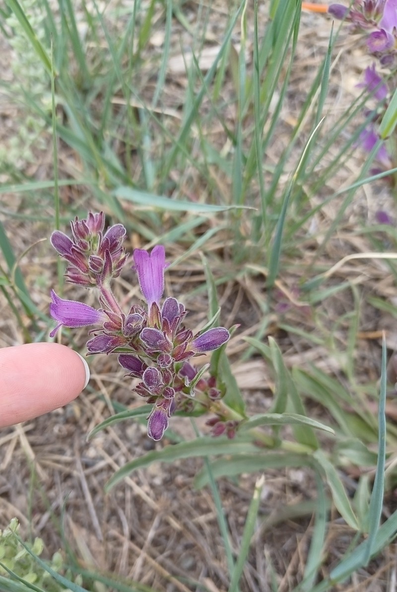 Shortstem Beardtongue photo 6