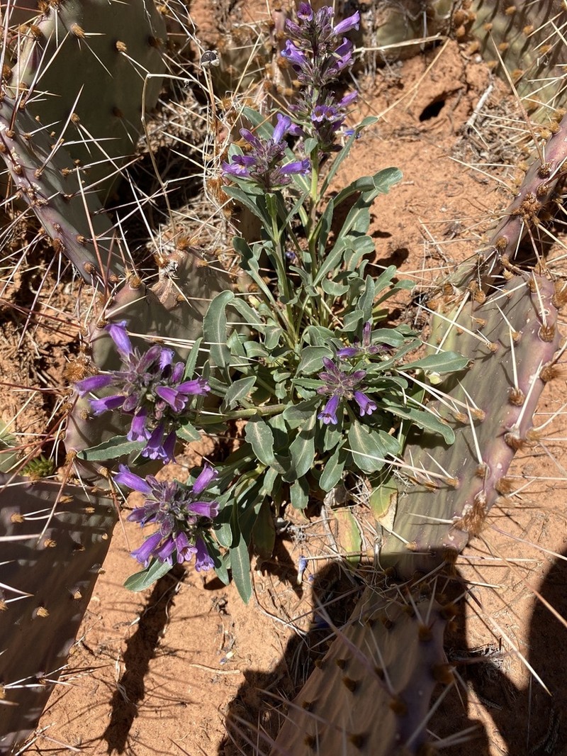 Shortstem Beardtongue photo 7