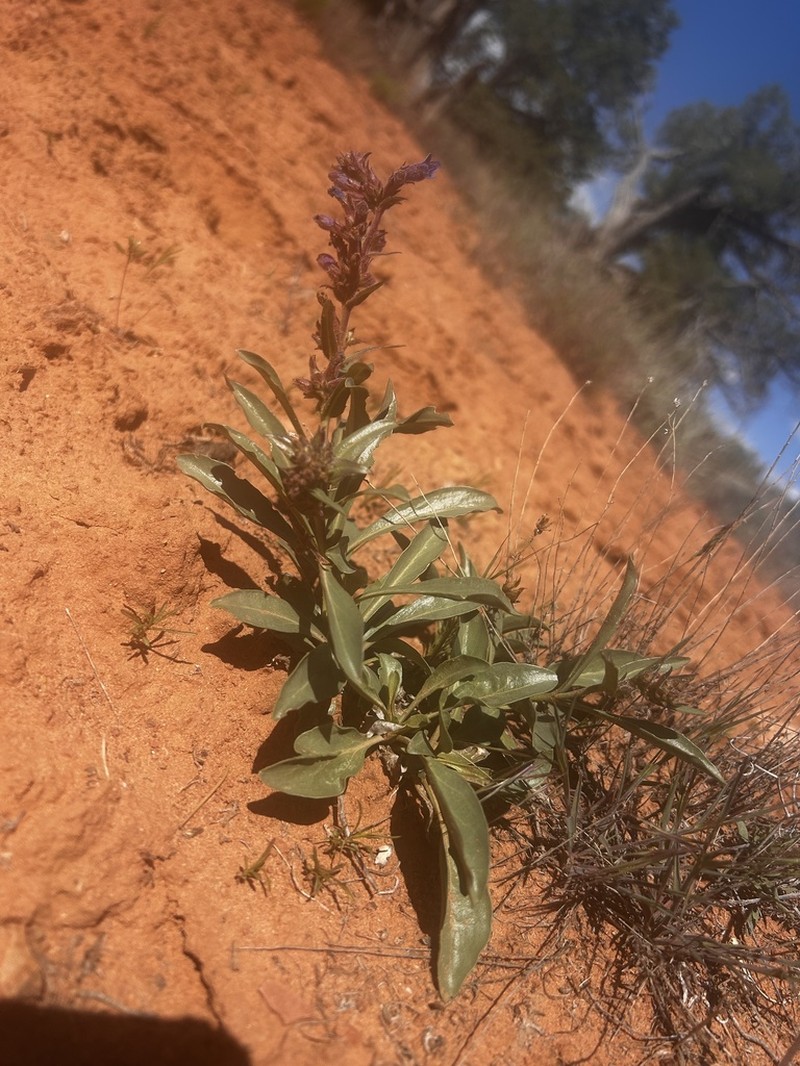 Shortstem Beardtongue photo 8