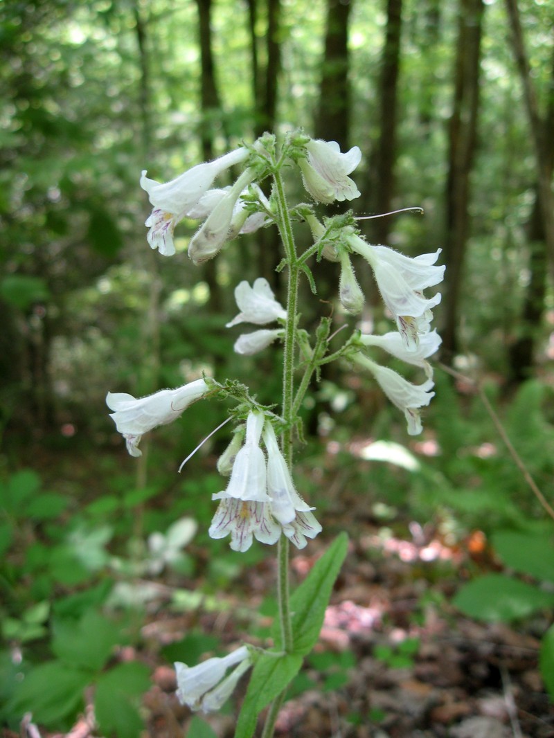 Penstemon brevisepalus