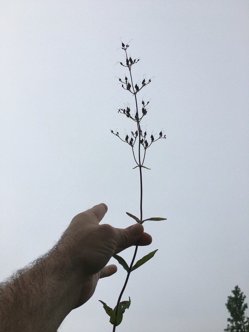 Penstemon brevisepalus photo 2
