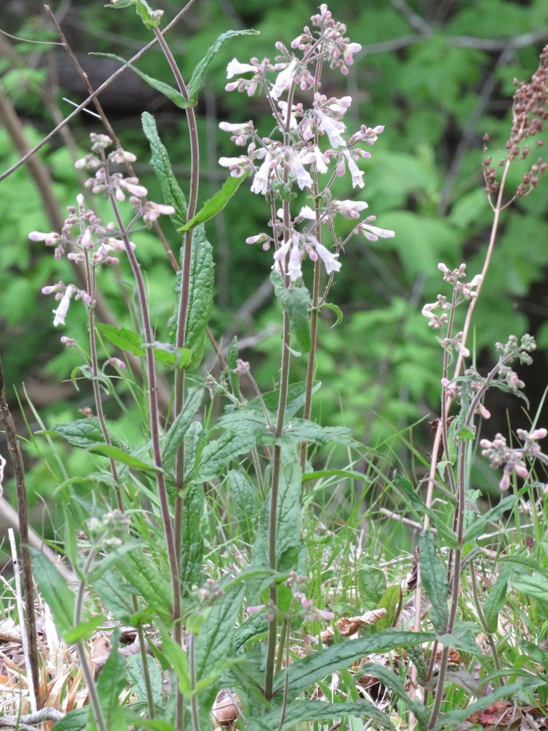 Penstemon brevisepalus photo 3