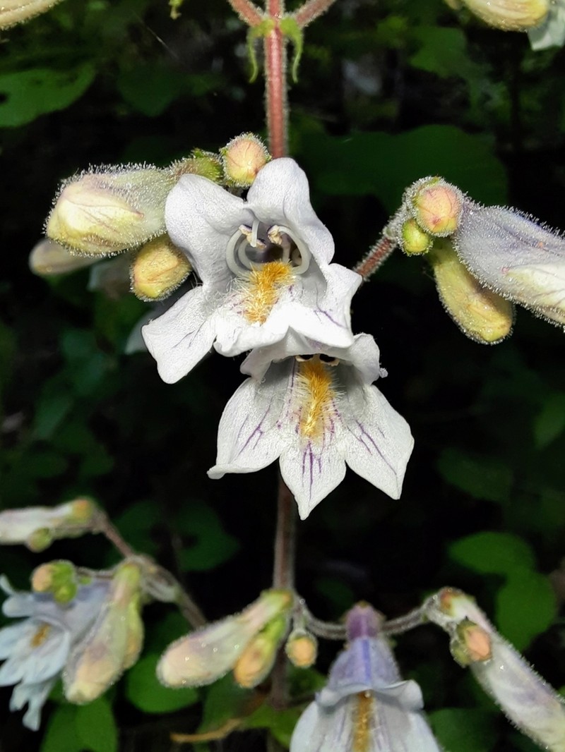 Penstemon brevisepalus photo 4