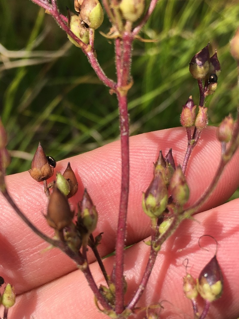 Penstemon brevisepalus photo 5