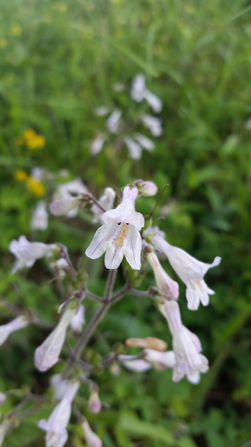 Penstemon brevisepalus photo 6