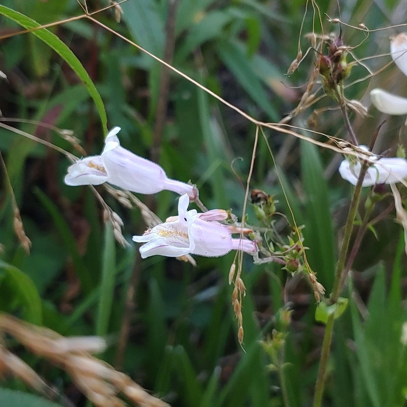 Penstemon brevisepalus photo 7