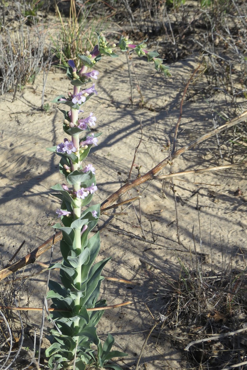 Buckley's Beardtongue