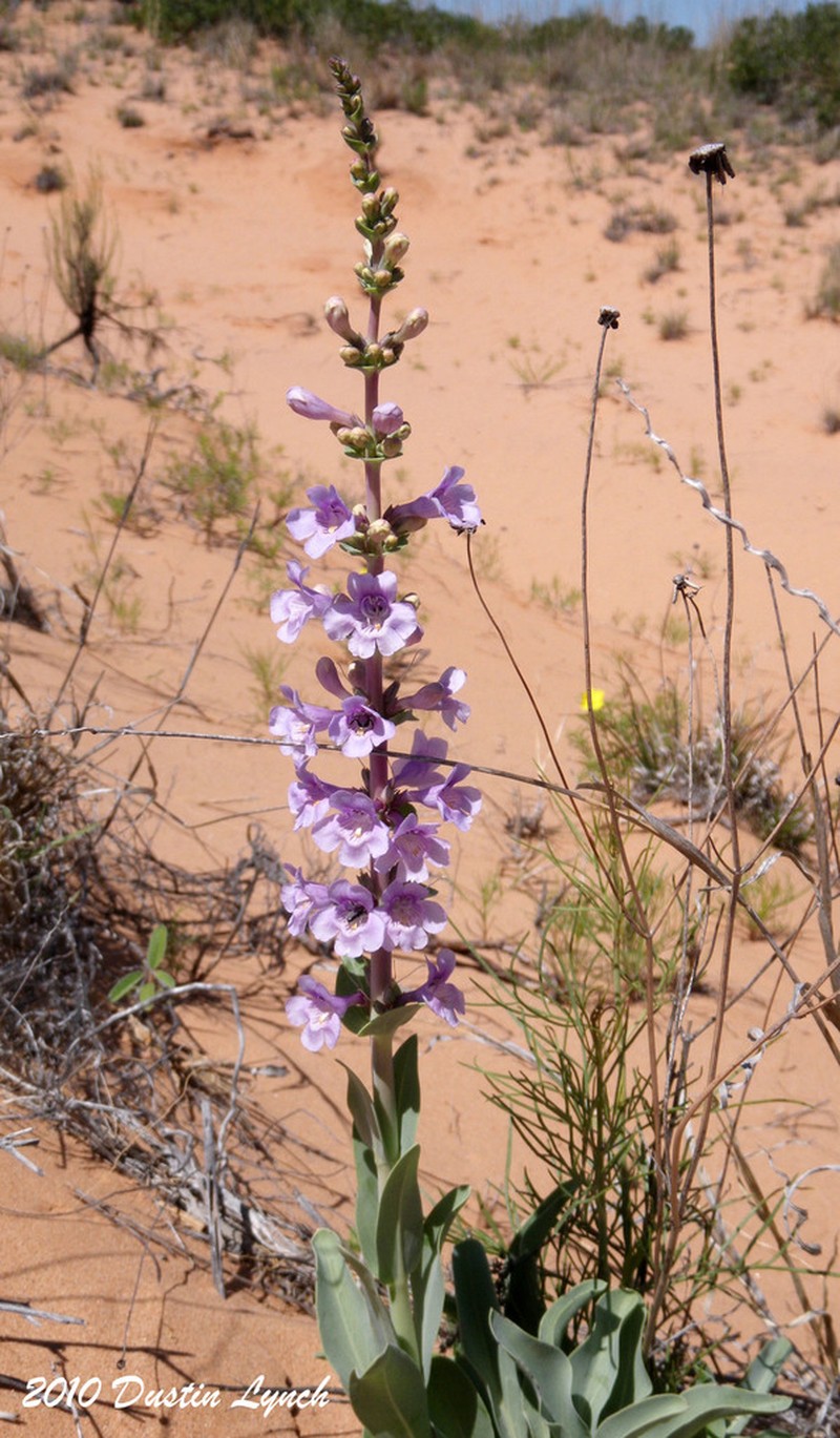 Buckley's Beardtongue photo 2