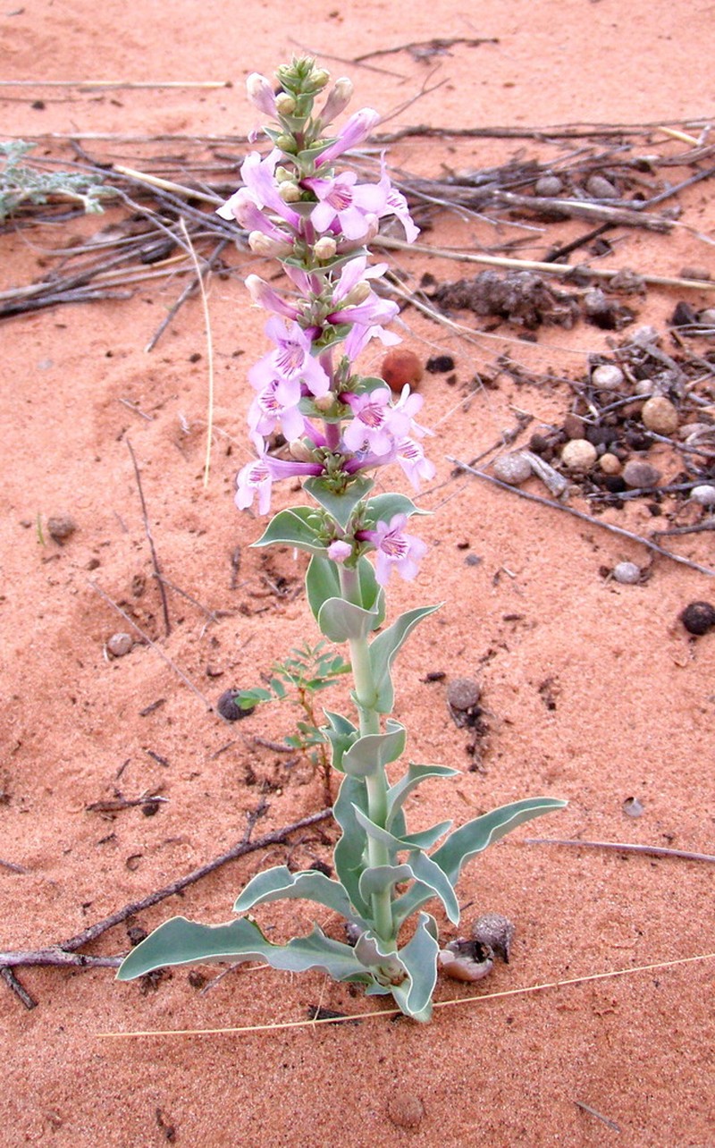 Buckley's Beardtongue photo 4