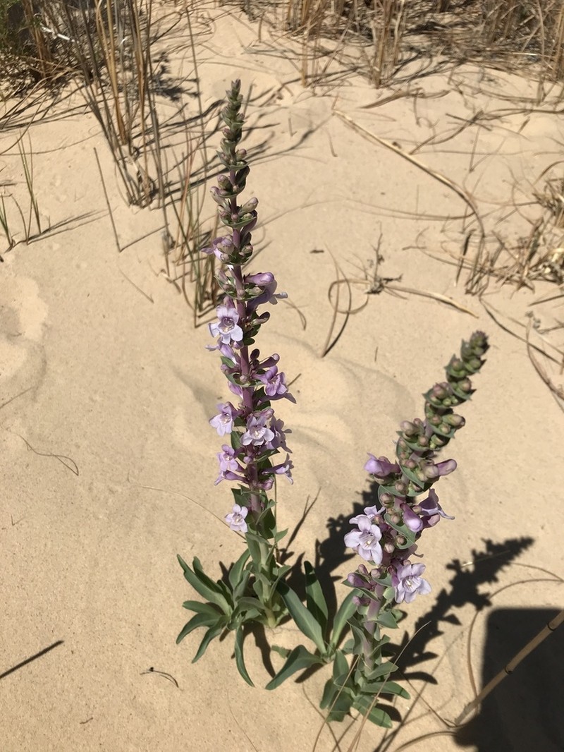 Buckley's Beardtongue photo 5