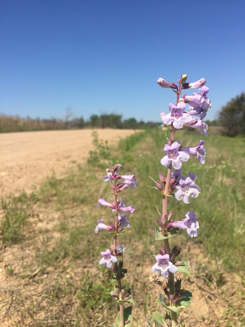 Buckley's Beardtongue photo 6