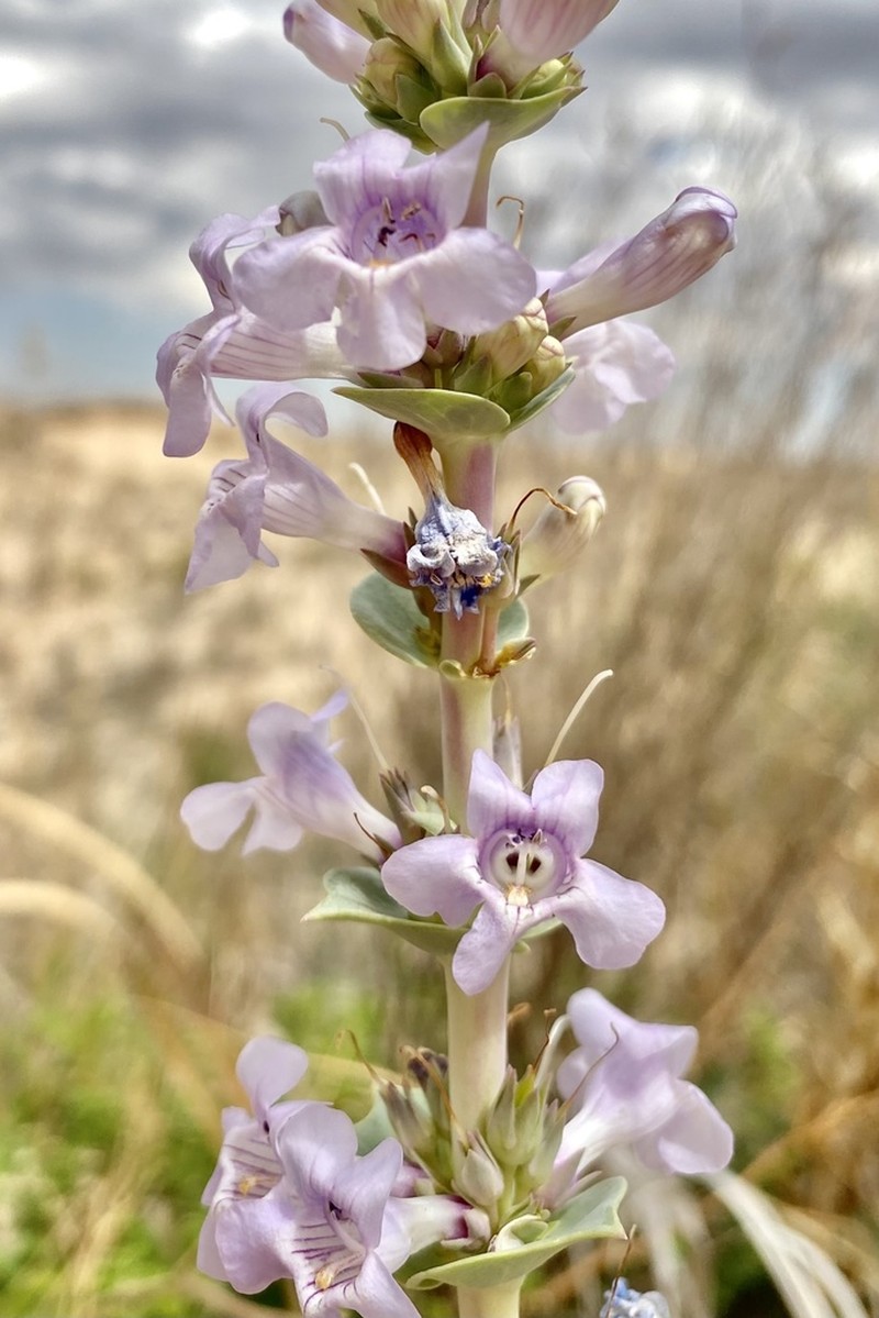 Buckley's Beardtongue photo 7