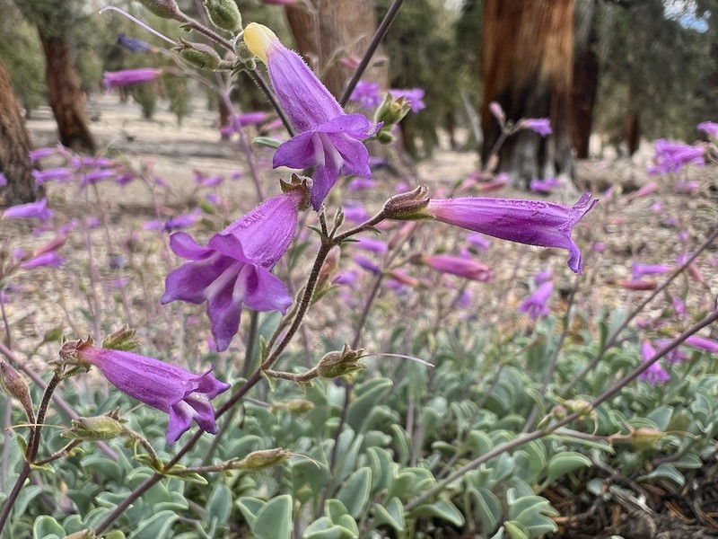 San Bernardino Beardtongue