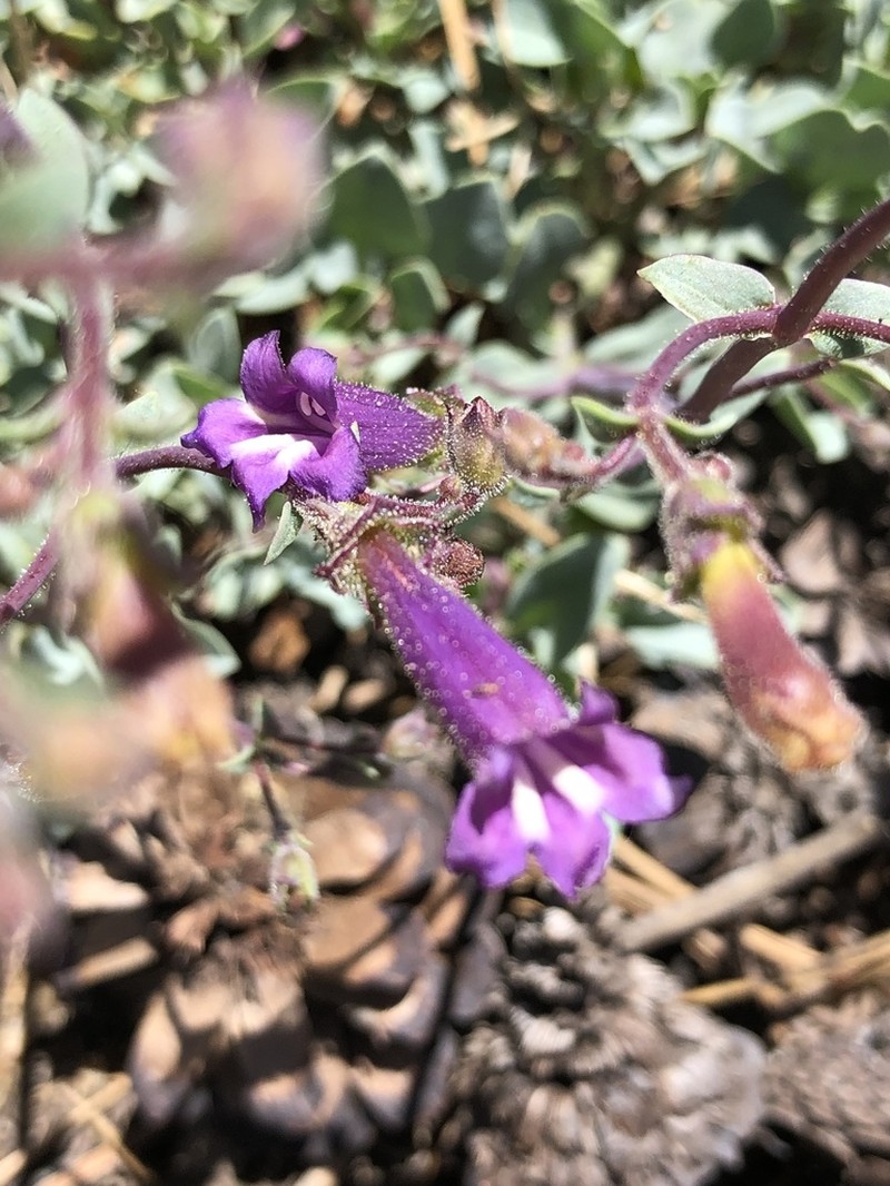 San Bernardino Beardtongue photo 2