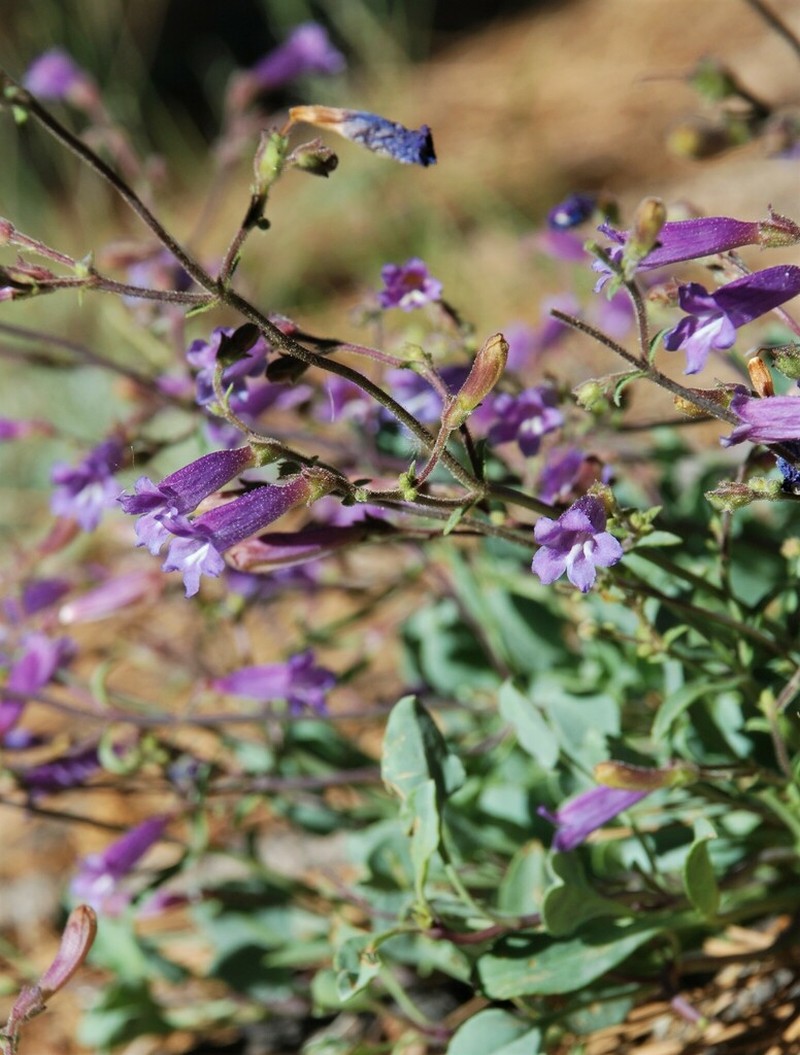 San Bernardino Beardtongue photo 3