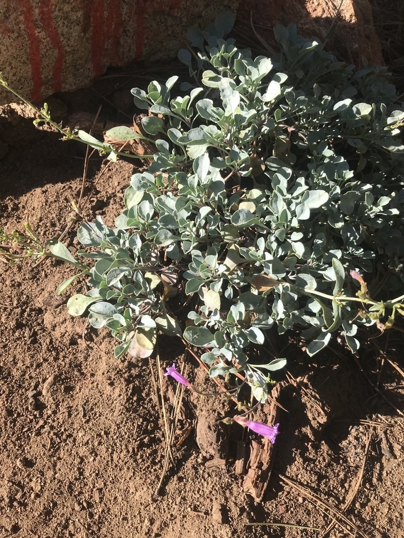 San Bernardino Beardtongue photo 4