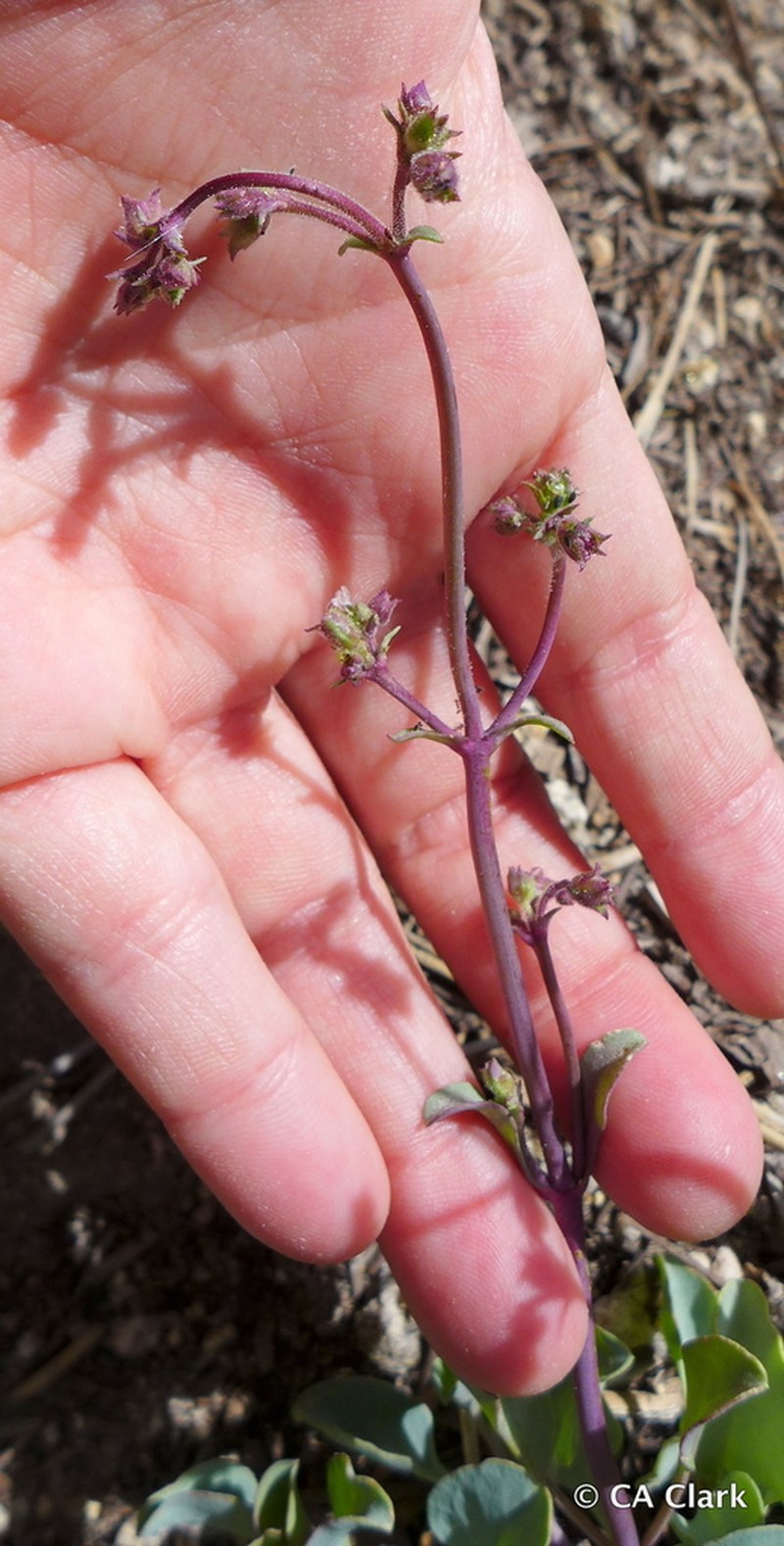 San Bernardino Beardtongue photo 5