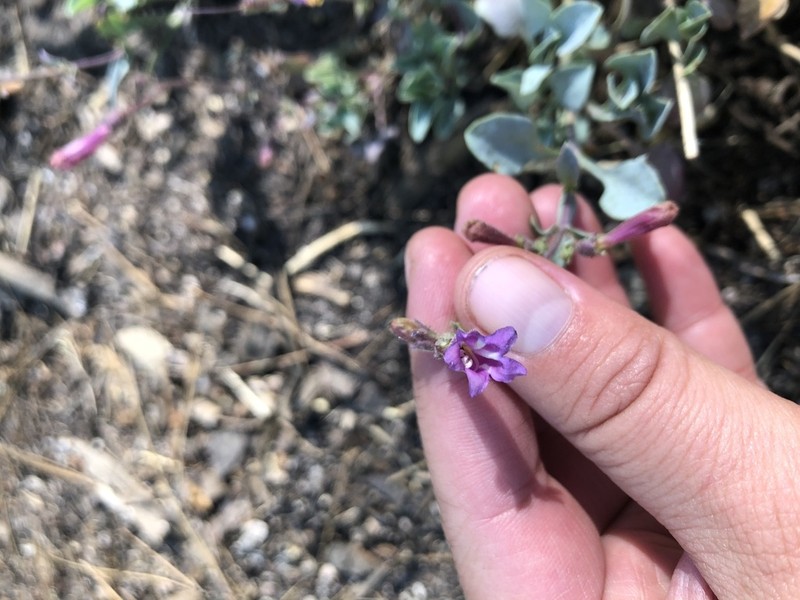 San Bernardino Beardtongue photo 6