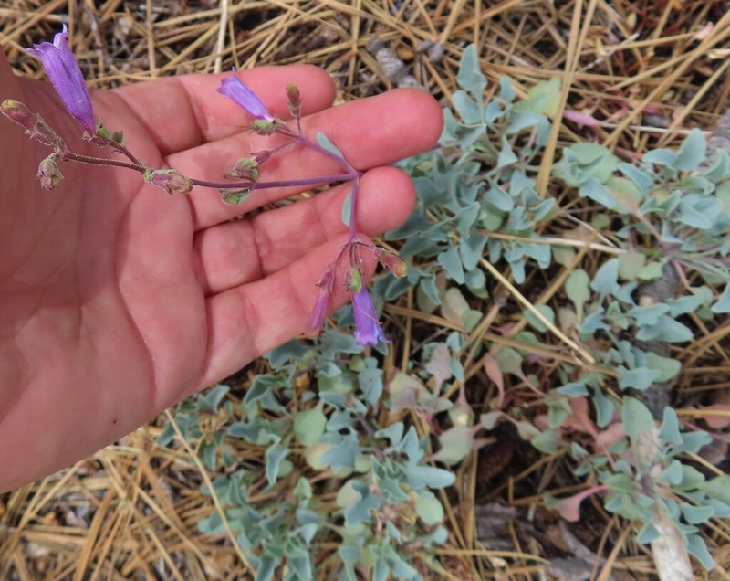 San Bernardino Beardtongue photo 7
