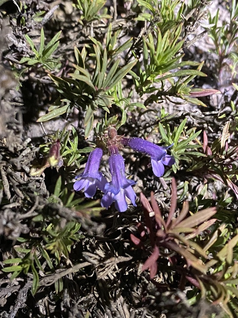 Mat Penstemon