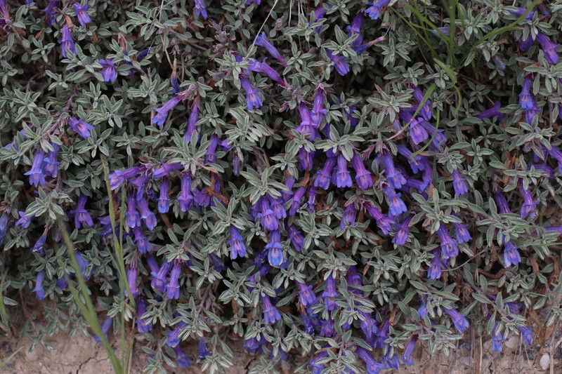 Mat Penstemon photo 2