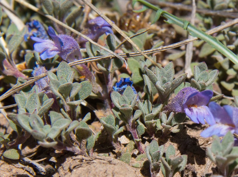 Mat Penstemon photo 3