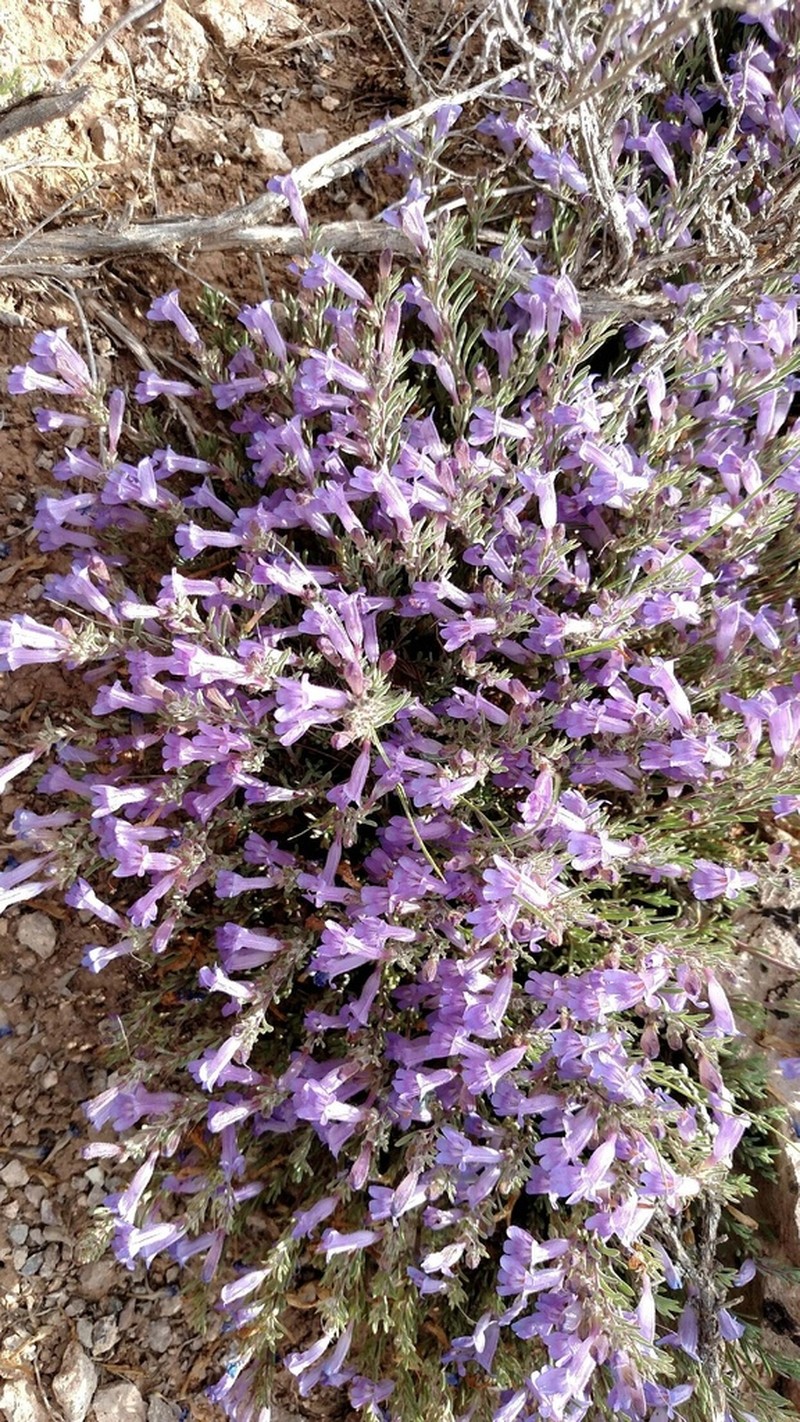 Mat Penstemon photo 4