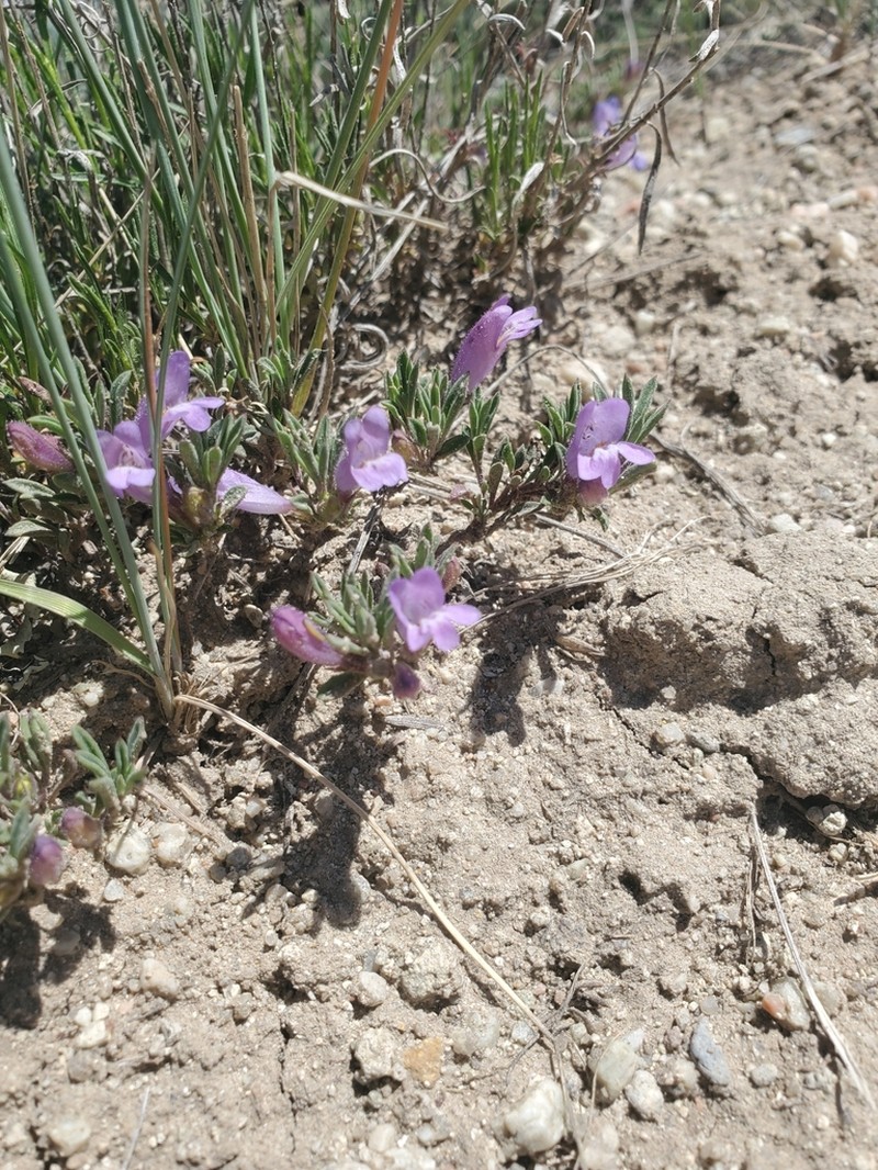 Mat Penstemon photo 5