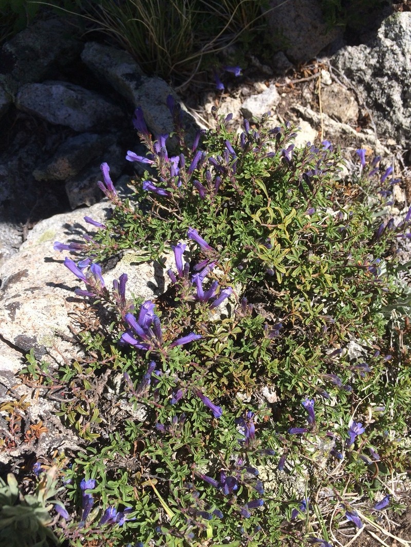 Mat Penstemon photo 6