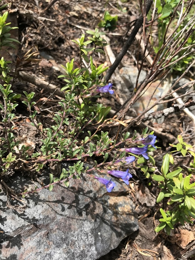 Mat Penstemon photo 7