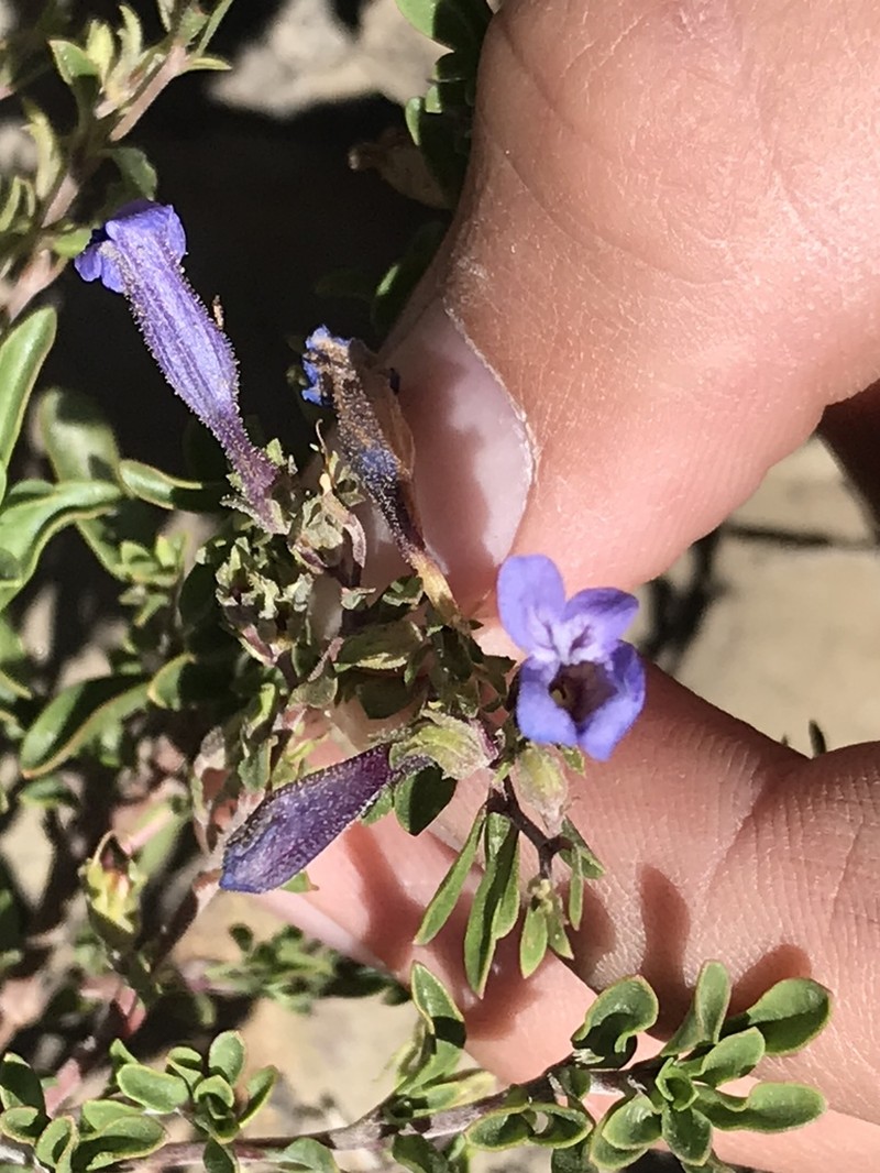 Mat Penstemon photo 8
