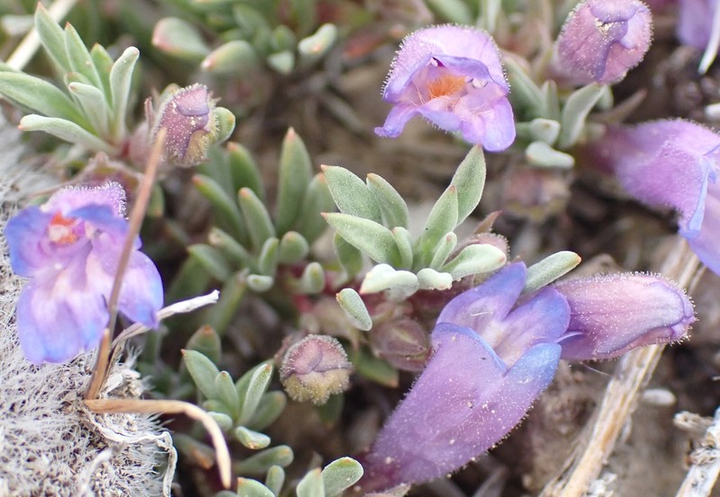 Penstemon caespitosus var. caespitosus