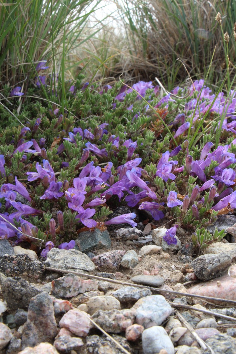 Penstemon caespitosus var. caespitosus photo 2