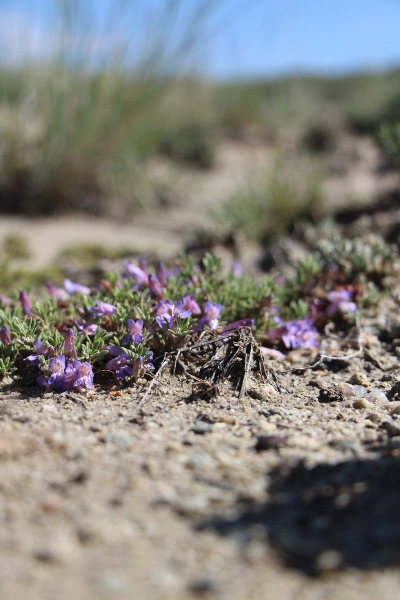 Penstemon caespitosus var. caespitosus photo 3