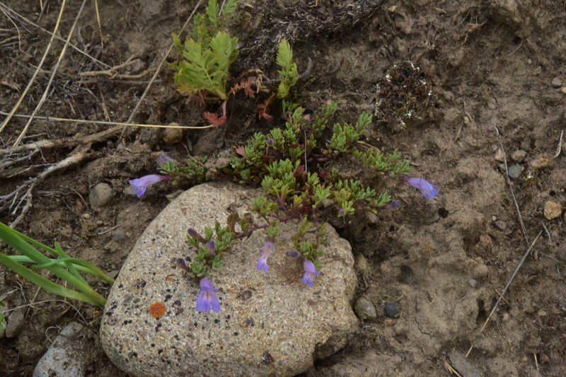 Penstemon caespitosus var. caespitosus photo 4