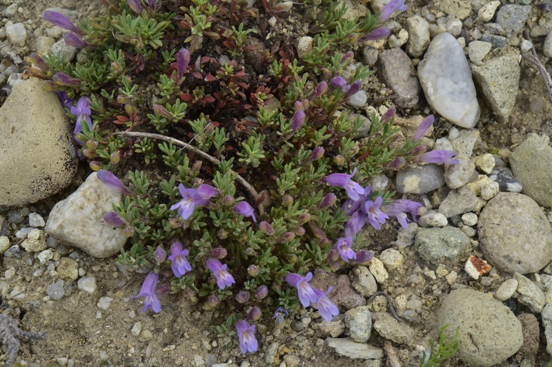 Penstemon caespitosus var. caespitosus photo 5