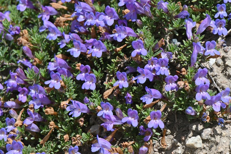 Penstemon caespitosus var. caespitosus photo 6